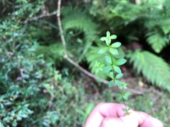 Galium leptogonium