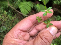 Galium leptogonium