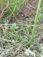 Kniphofia angustifolia
