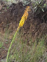 Kniphofia angustifolia