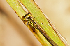 Agriocnemis rubricauda