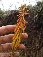 Kniphofia angustifolia