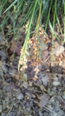 Luzula forsteri