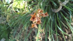 Luzula forsteri