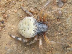 Neoscona rufipalpis
