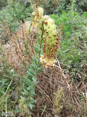 Glumicalyx goseloides