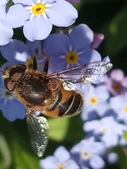 Eoseristalis