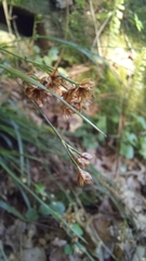 Luzula forsteri