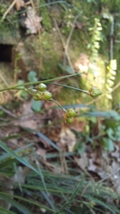 Luzula forsteri