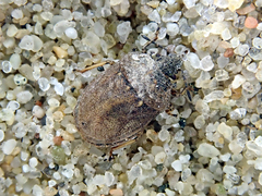 Podops inunctus