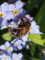 Eoseristalis