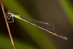 Agriocnemis rubricauda
