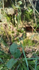 Luzula forsteri