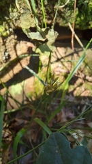 Luzula forsteri