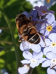 Eoseristalis