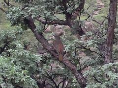 Geocolaptes olivaceus