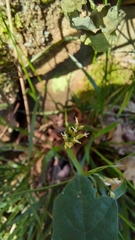 Luzula forsteri