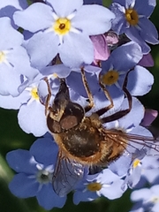 Eoseristalis