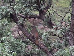 Geocolaptes olivaceus