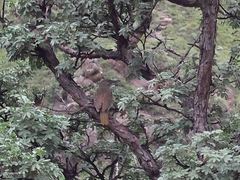 Geocolaptes olivaceus