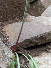 Cyrtanthus epiphyticus