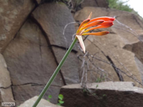 Cyrtanthus epiphyticus