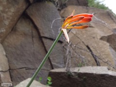 Cyrtanthus epiphyticus