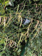 Carex pendula