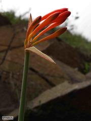 Cyrtanthus epiphyticus