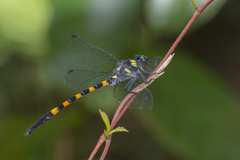 Macrogomphus quadratus