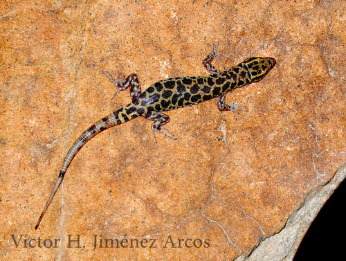 Bolson Night Lizard