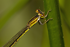 Agriocnemis rubricauda