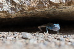 Pseudotrapelus jensvindumi