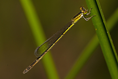 Agriocnemis rubricauda