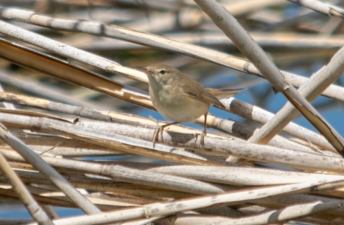 Carricero común (Acrocephalus scirpaceus)