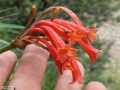 Cyrtanthus epiphyticus