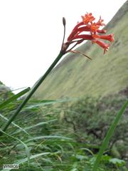 Cyrtanthus epiphyticus