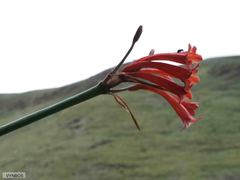 Cyrtanthus epiphyticus