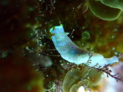 Goniobranchus thompsoni