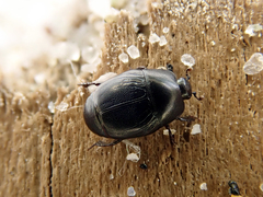 Hypocaccus rugifrons