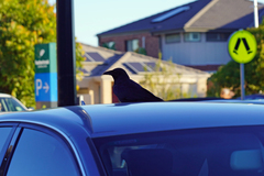 Corvus mellori