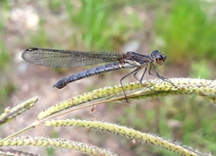 Platycypha fitzsimonsi