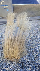 Calamagrostis × acutiflora