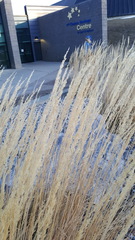 Calamagrostis × acutiflora