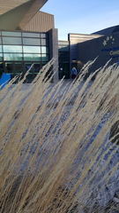 Calamagrostis × acutiflora