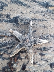 Astropecten jonstoni