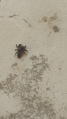 Euophrys