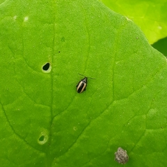 Phyllotreta undulata