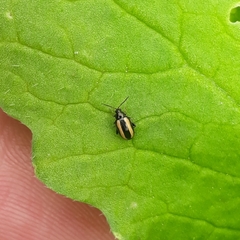 Phyllotreta undulata