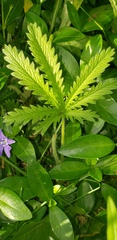 Cannabaceae